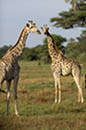 Giraffe Okavango